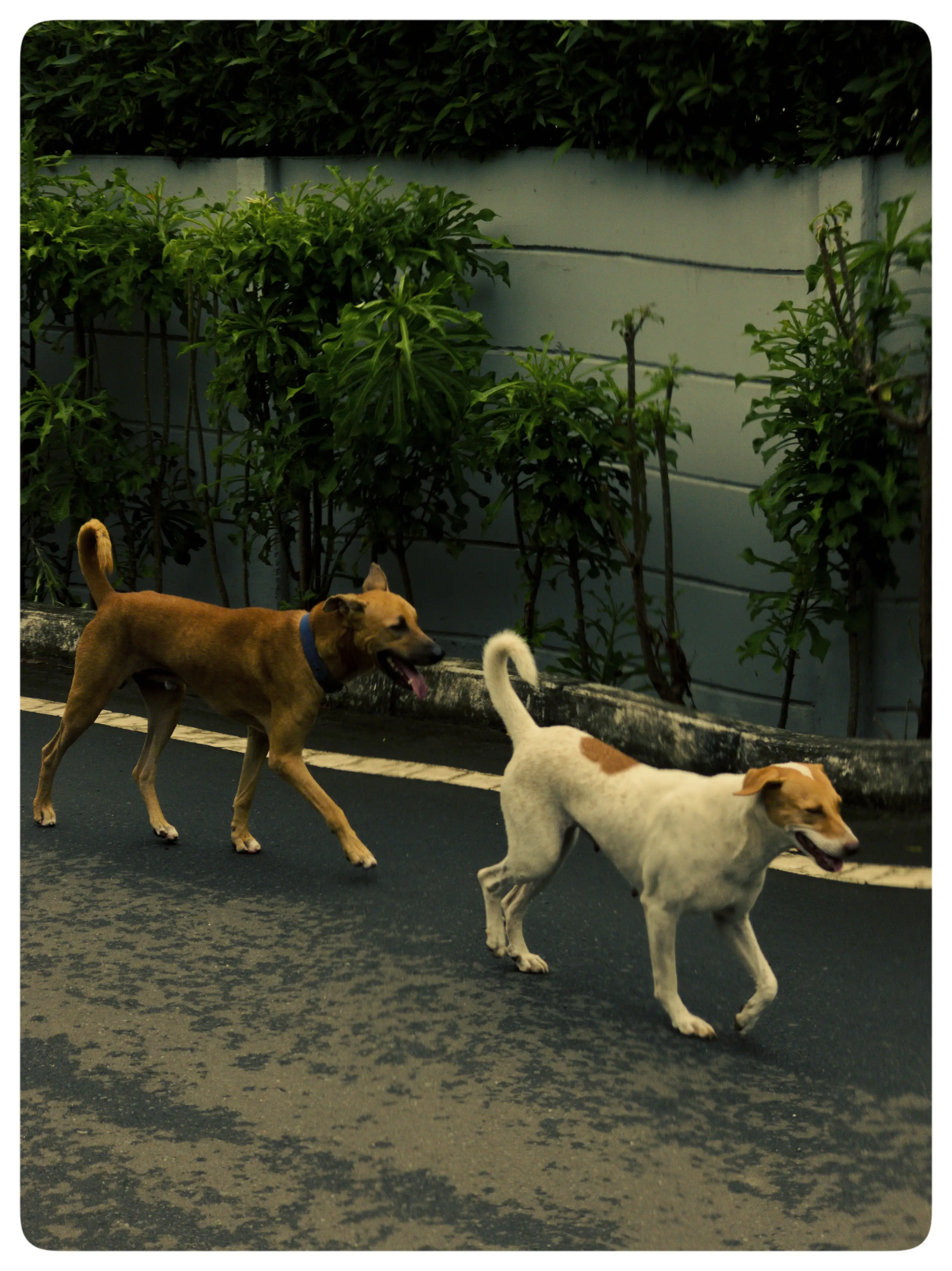 Street dogs walk across a dark wet road beside a wall and green plants.