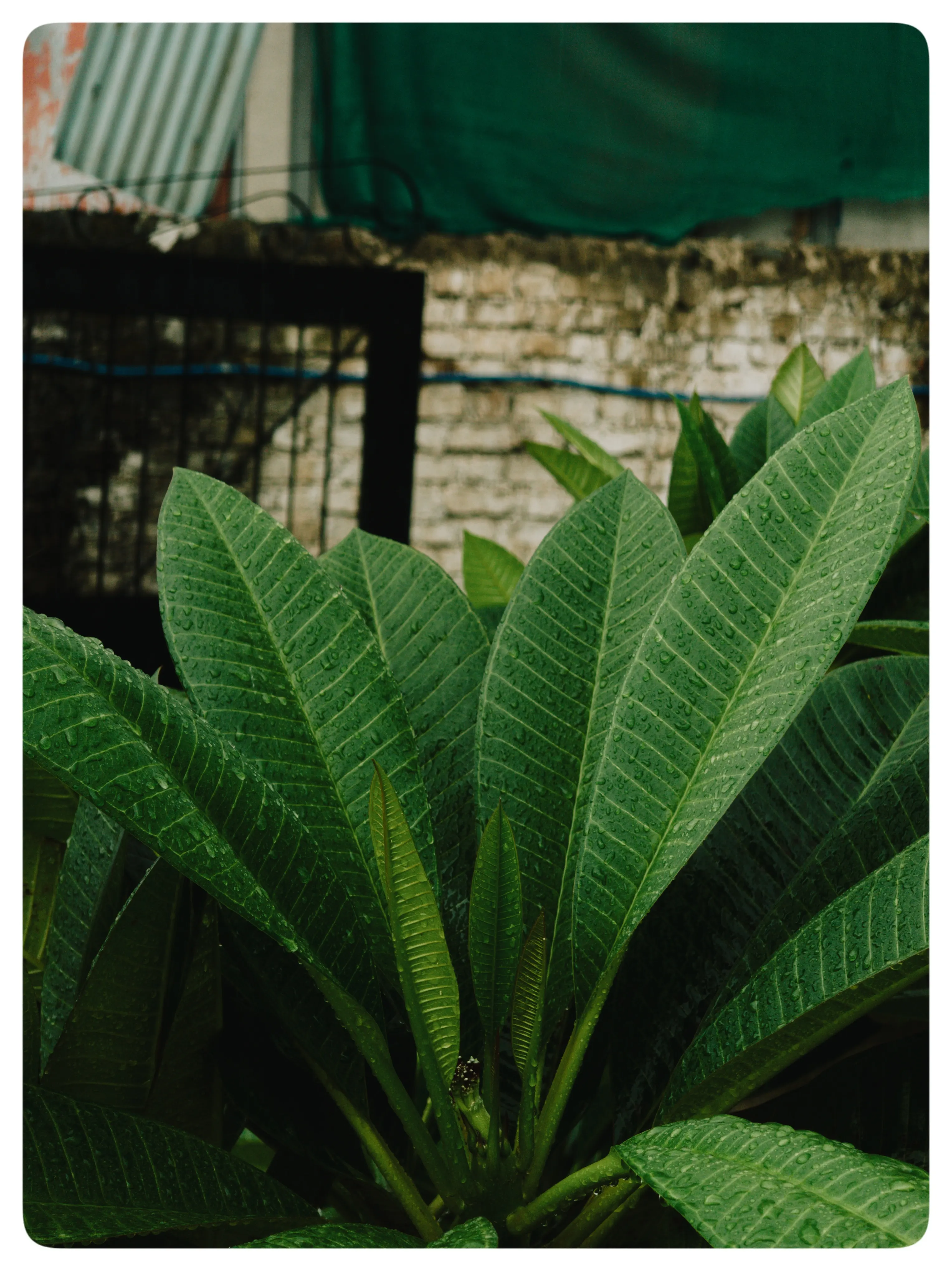 Broad green leaves in front of a stone wall and a green awning.