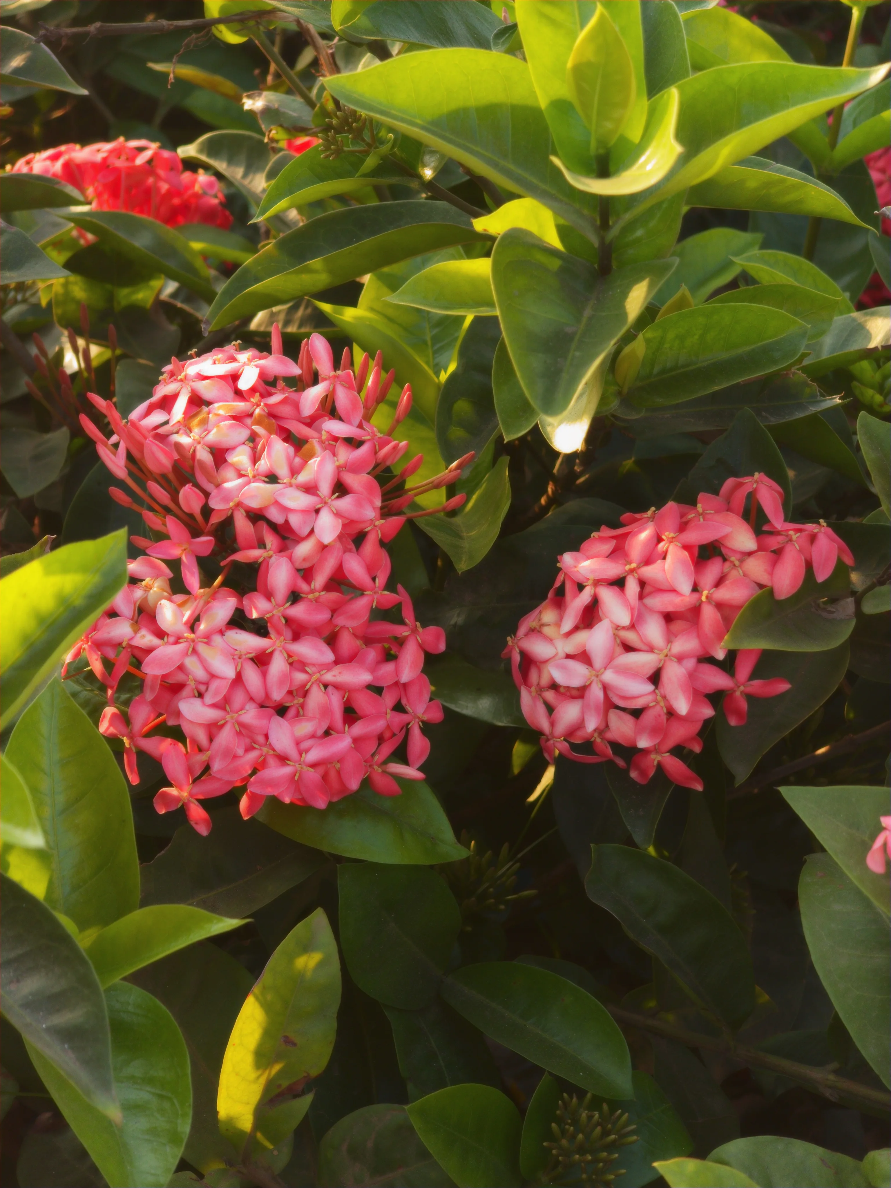 Clusters of pink flowers sit among glossy green leaves.