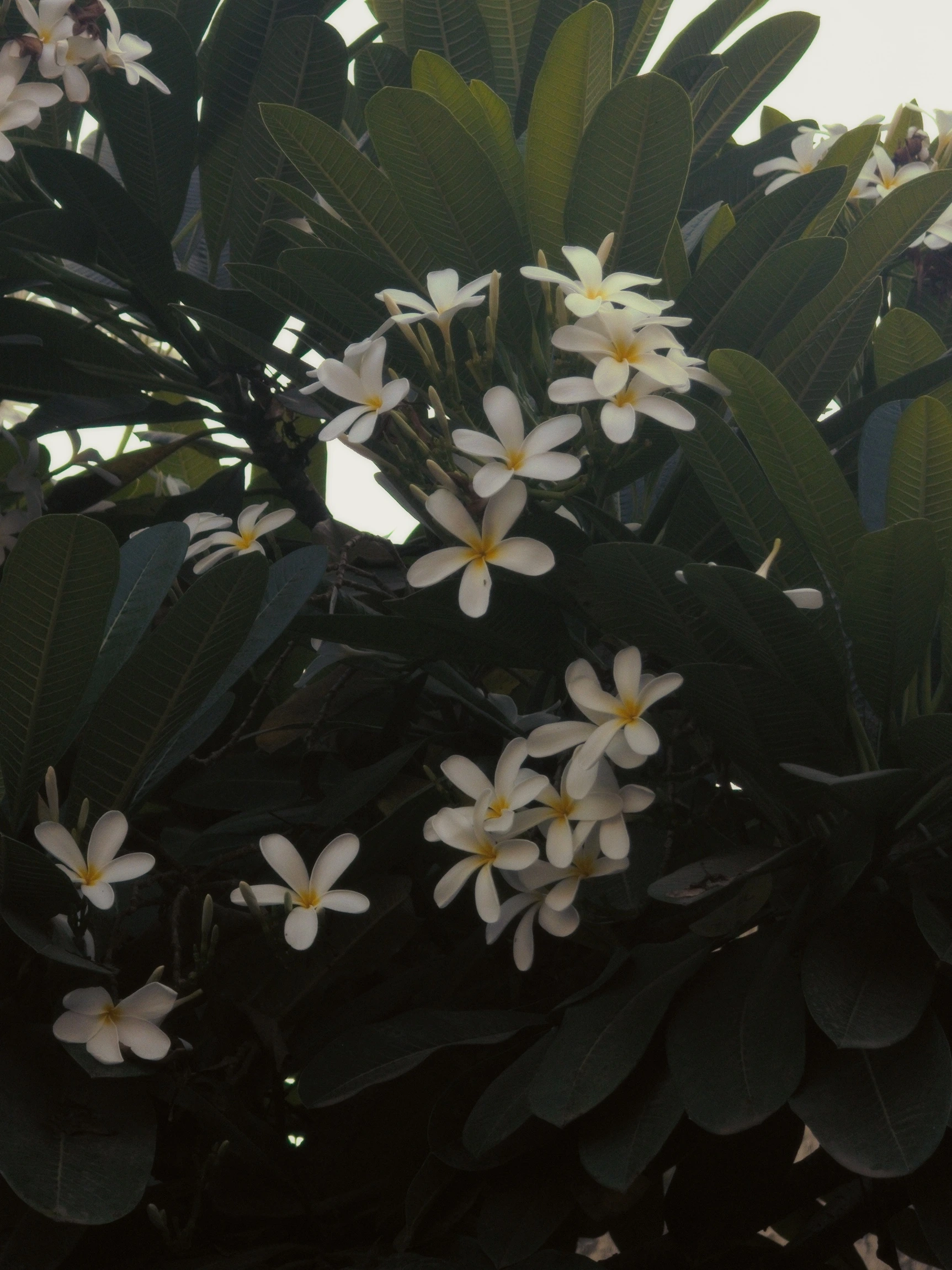 White flowers with yellow centres grow among long dark-green leaves.